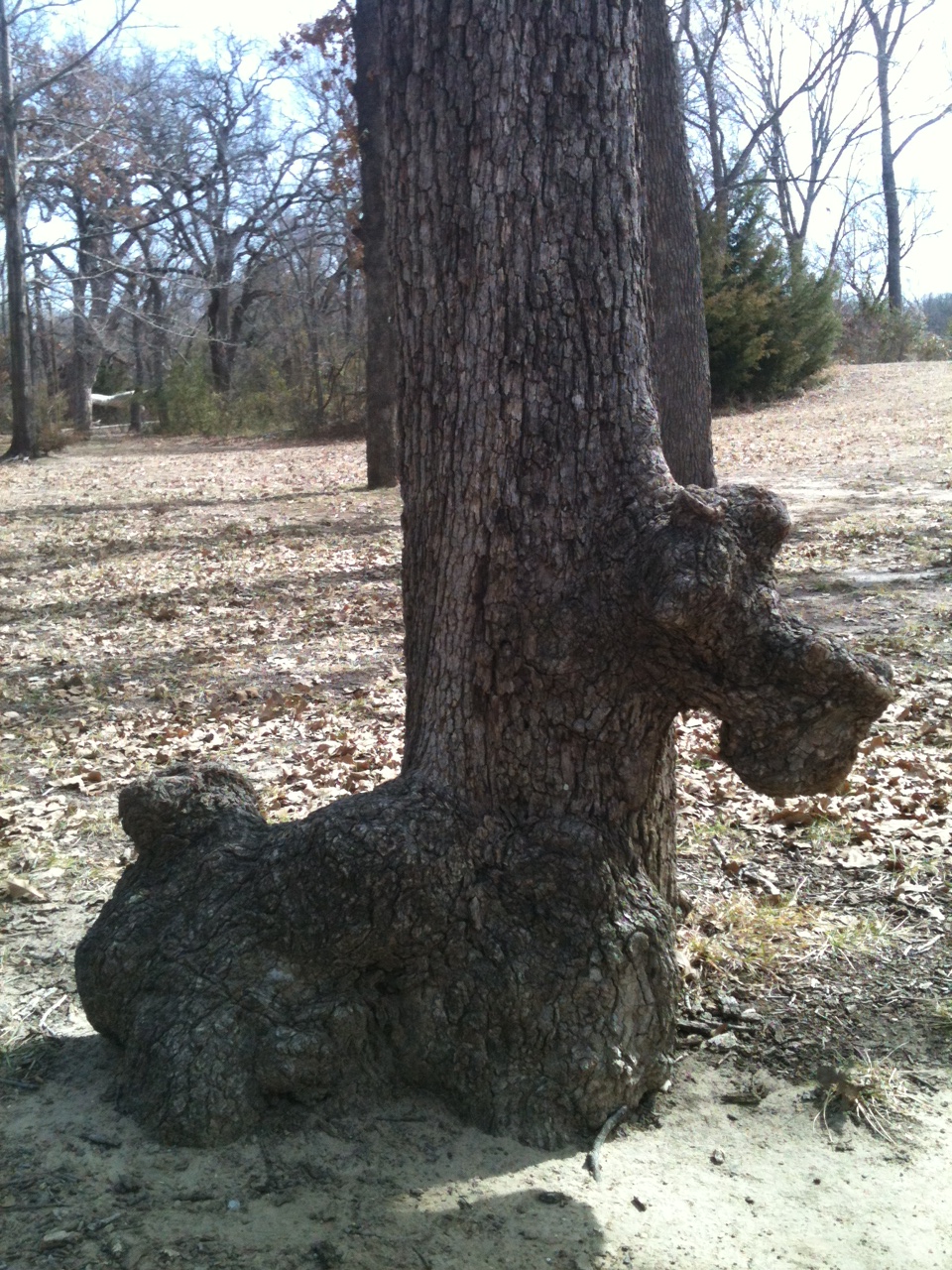 Dog Tree